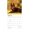 BrownTrout; Australian Kelpies | 2027 12 x 24 Inch (Hanging) Monthly Square Wall Calendar | Plastic-Free; Category:Wall Calendars; Image:4